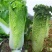 紫白菜苗德高117白菜苗秋绿60白菜苗白菜苗包回收