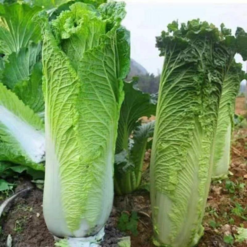 紫白菜苗德高117白菜苗秋绿60白菜苗白菜苗包回收