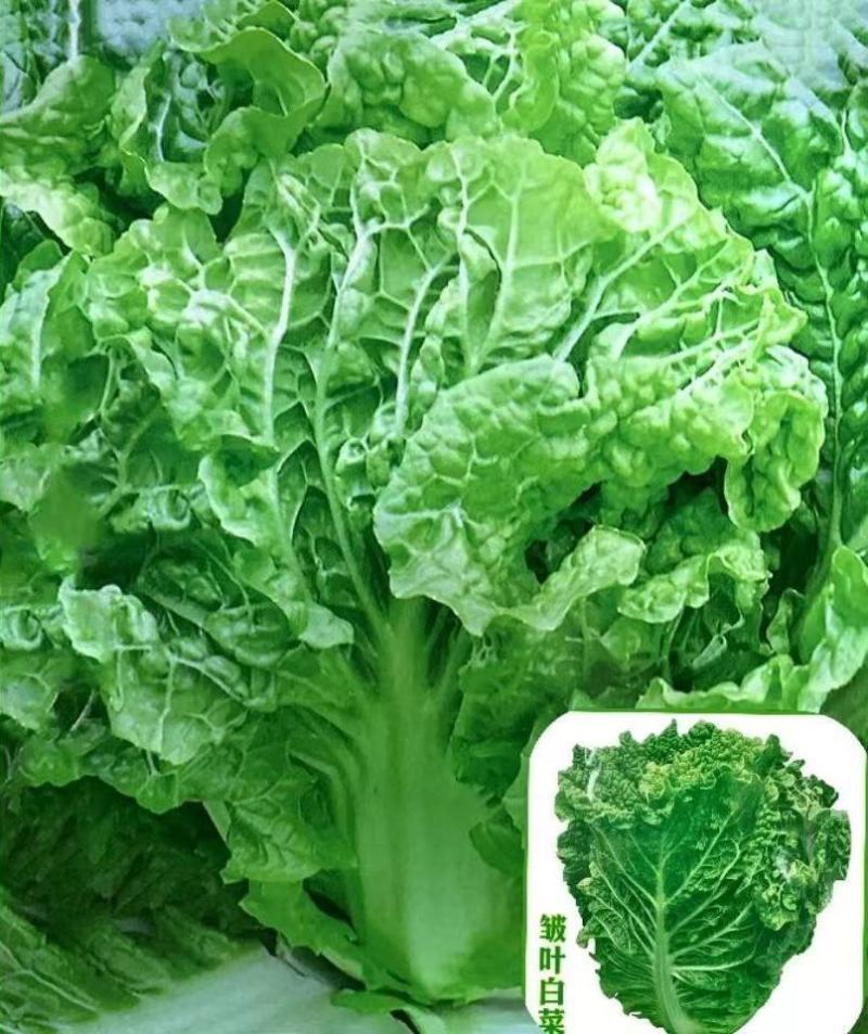 紫白菜苗德高117白菜苗秋绿60白菜苗白菜苗包回收
