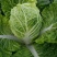 紫白菜苗德高117白菜苗秋绿60白菜苗白菜苗包回收