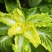 紫白菜苗德高117白菜苗秋绿60白菜苗白菜苗包回收