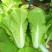 紫白菜苗德高117白菜苗秋绿60白菜苗白菜苗包回收