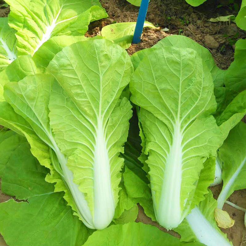紫白菜苗德高117白菜苗秋绿60白菜苗白菜苗包回收