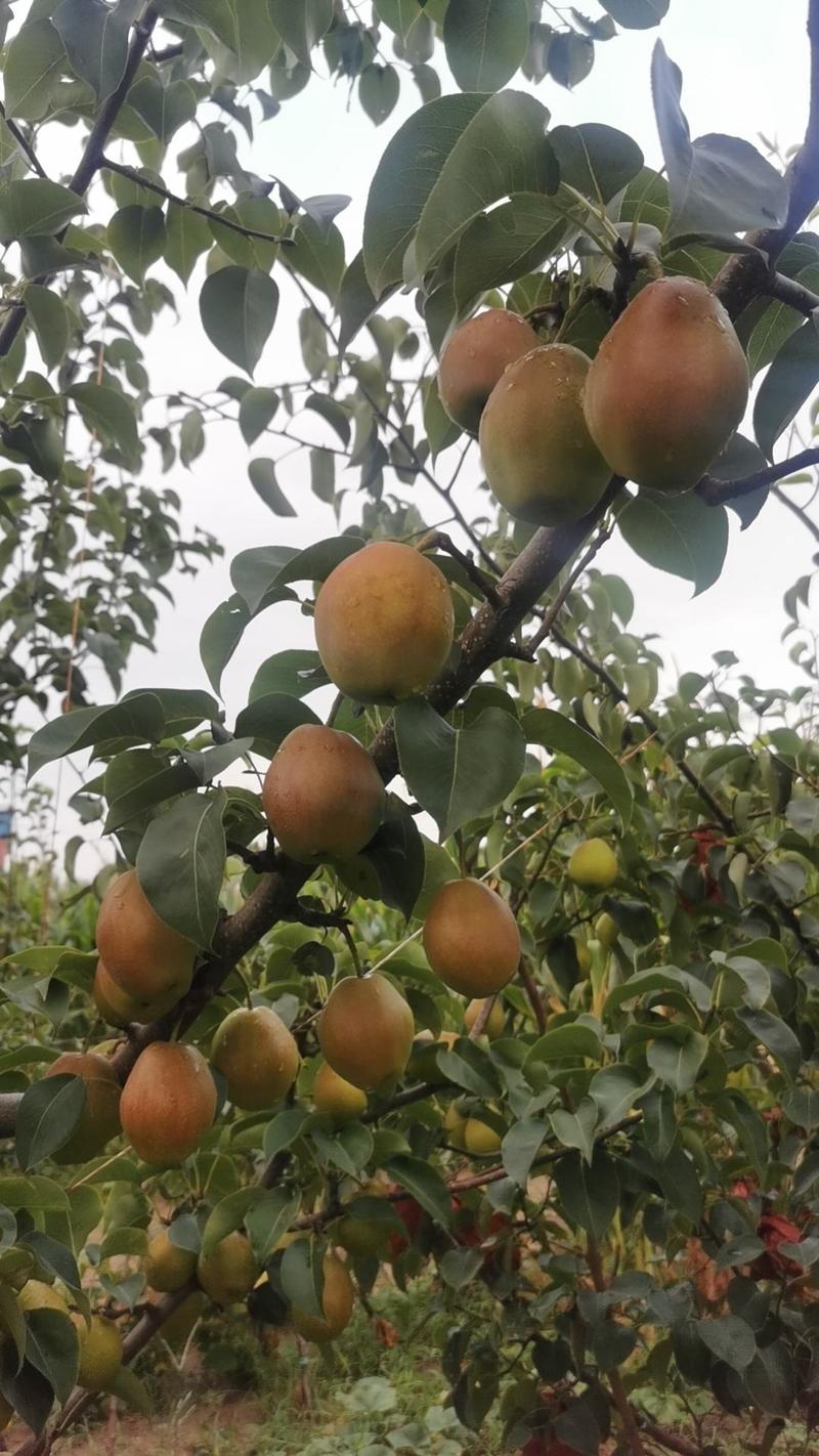 山西运城红香酥梨各种早熟梨量大质量优欢迎对接