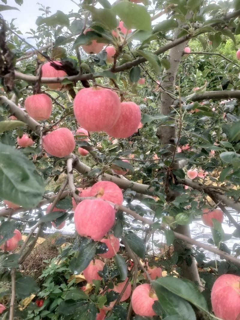 栖霞红富士苹果大量上市，有需要的老板可以联系了