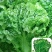 银丝王白菜苗东京868白菜苗德高101小白菜苗包回收