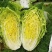 银丝王白菜苗东京868白菜苗德高101小白菜苗包回收