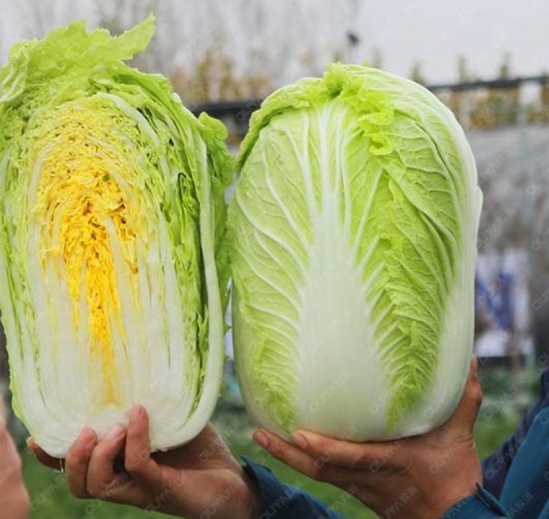 银丝王白菜苗东京868白菜苗德高101小白菜苗包回收