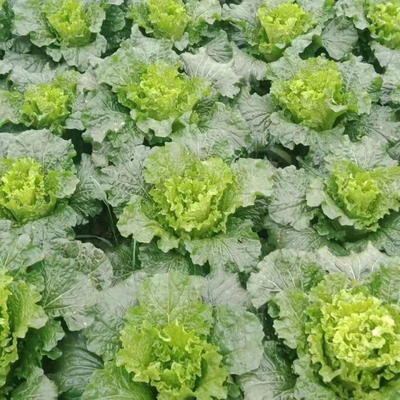 东阳50白菜苗吉锦春白菜苗绿霸白菜苗包回收白菜苗
