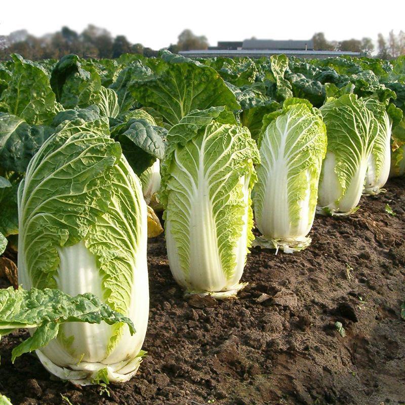 东阳50白菜苗吉锦春白菜苗绿霸白菜苗包回收白菜苗