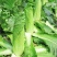 东阳50白菜苗吉锦春白菜苗绿霸白菜苗包回收白菜苗