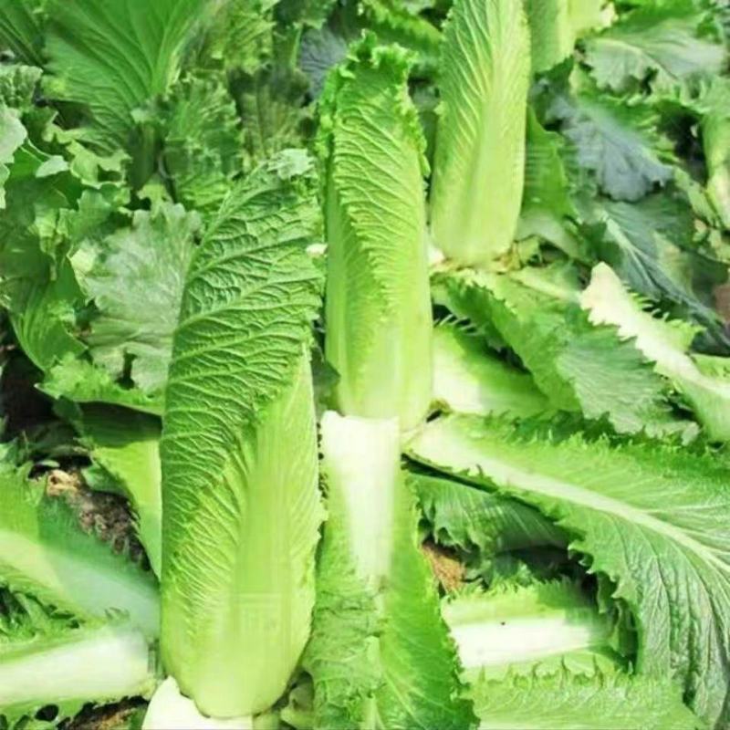 东阳50白菜苗吉锦春白菜苗绿霸白菜苗包回收白菜苗