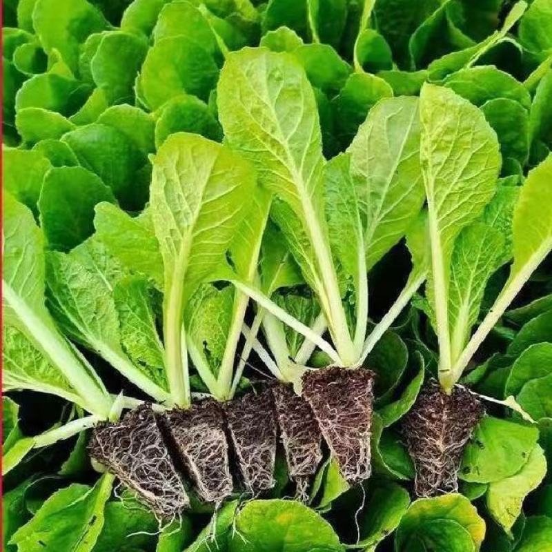 油绿三号白菜苗丰抗78白菜苗黄玫瑰白菜苗白菜苗包回收