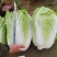 油绿三号白菜苗丰抗78白菜苗黄玫瑰白菜苗白菜苗包回收