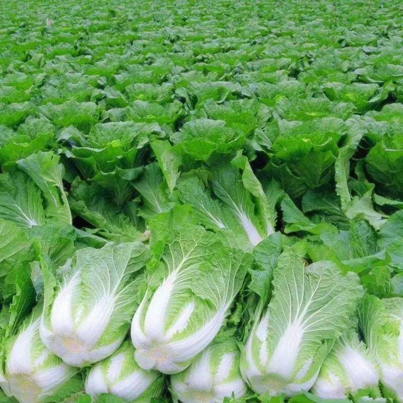 油绿三号白菜苗丰抗78白菜苗黄玫瑰白菜苗白菜苗包回收