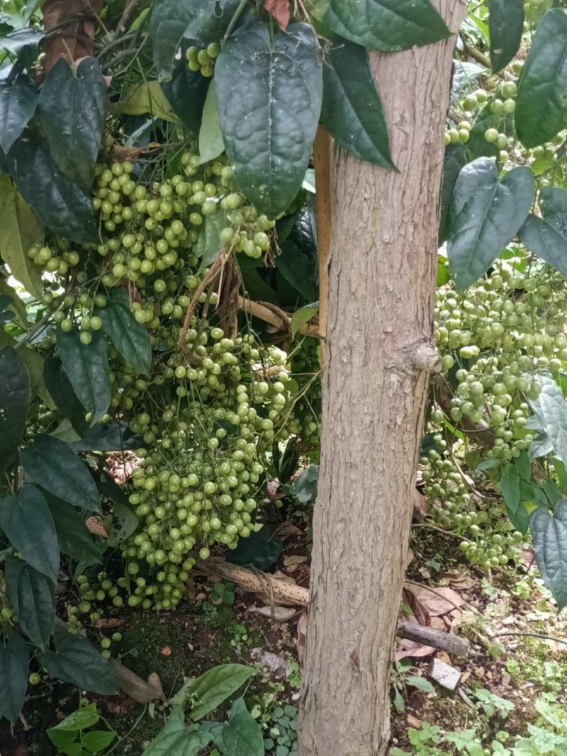 金果榄苗和种子