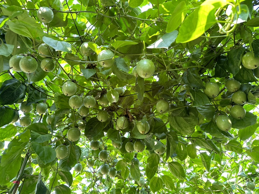 黄金百香果秋季搭架管理
