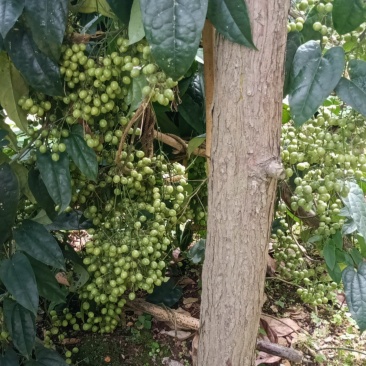 金果榄苗和种子