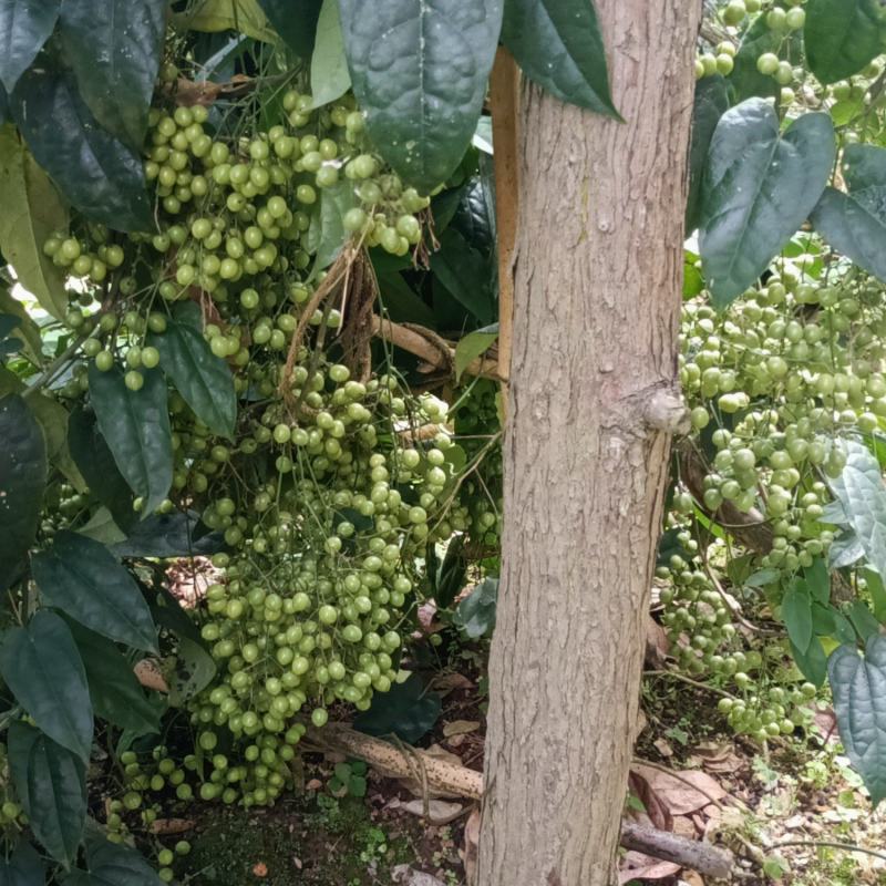 金果榄苗和种子