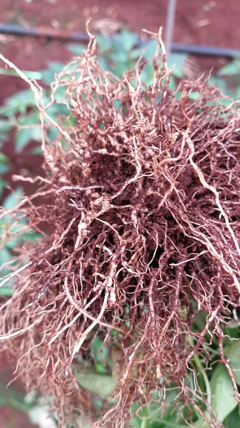 专治根结线虫根腐套餐内含枯草芽孢杆菌哈茨木霉菌淡紫拟青霉