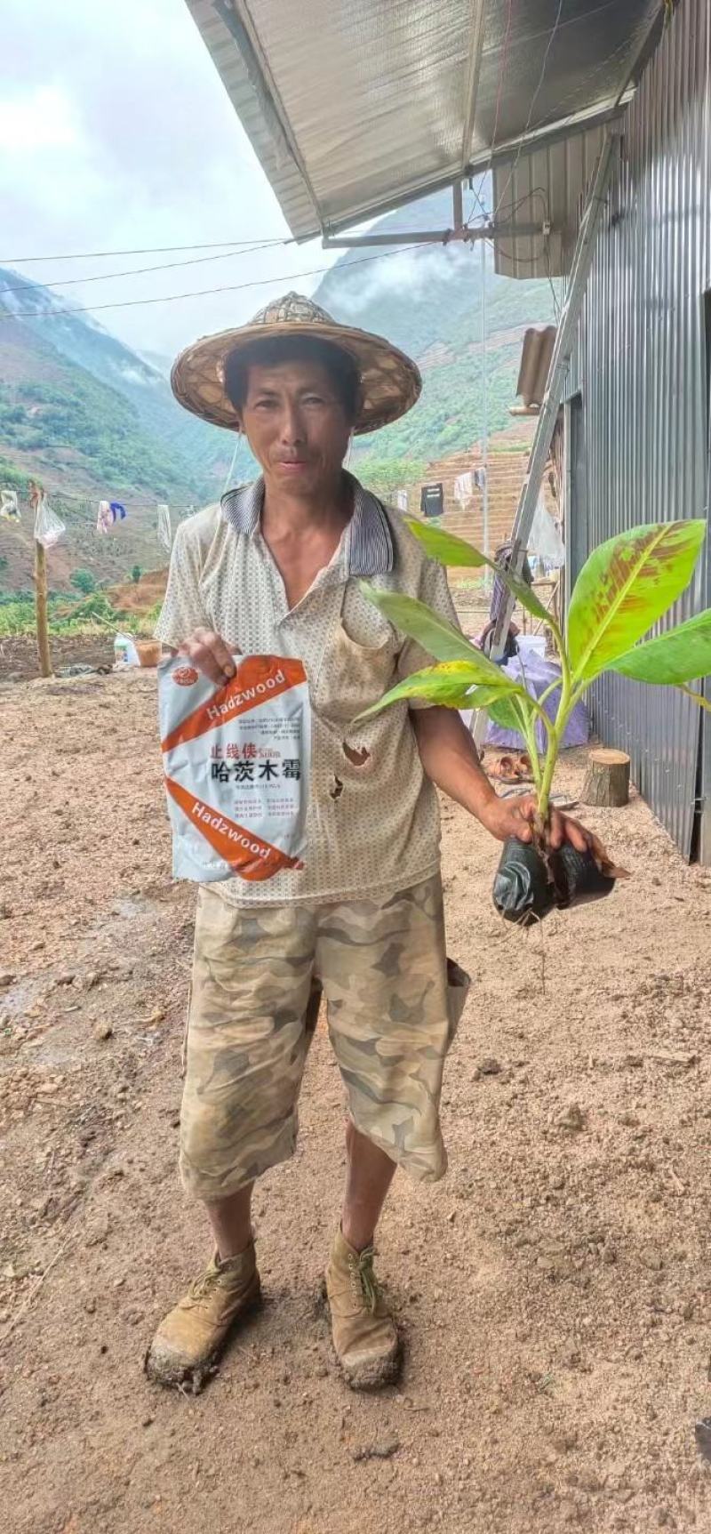 专治根结线虫根腐套餐内含枯草芽孢杆菌哈茨木霉菌淡紫拟青霉