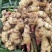 专治根结线虫根腐套餐内含枯草芽孢杆菌哈茨木霉菌淡紫拟青霉