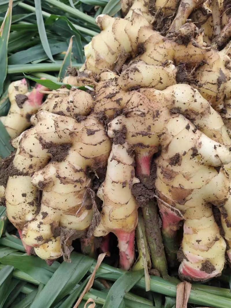 专治根结线虫根腐套餐内含枯草芽孢杆菌哈茨木霉菌淡紫拟青霉