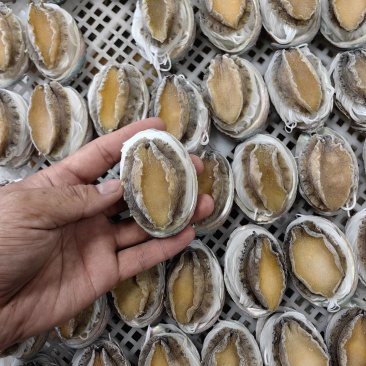 粉丝鲍鱼【福建鲍鱼厂家】鲍鱼批发自助餐食材批发鲍鱼