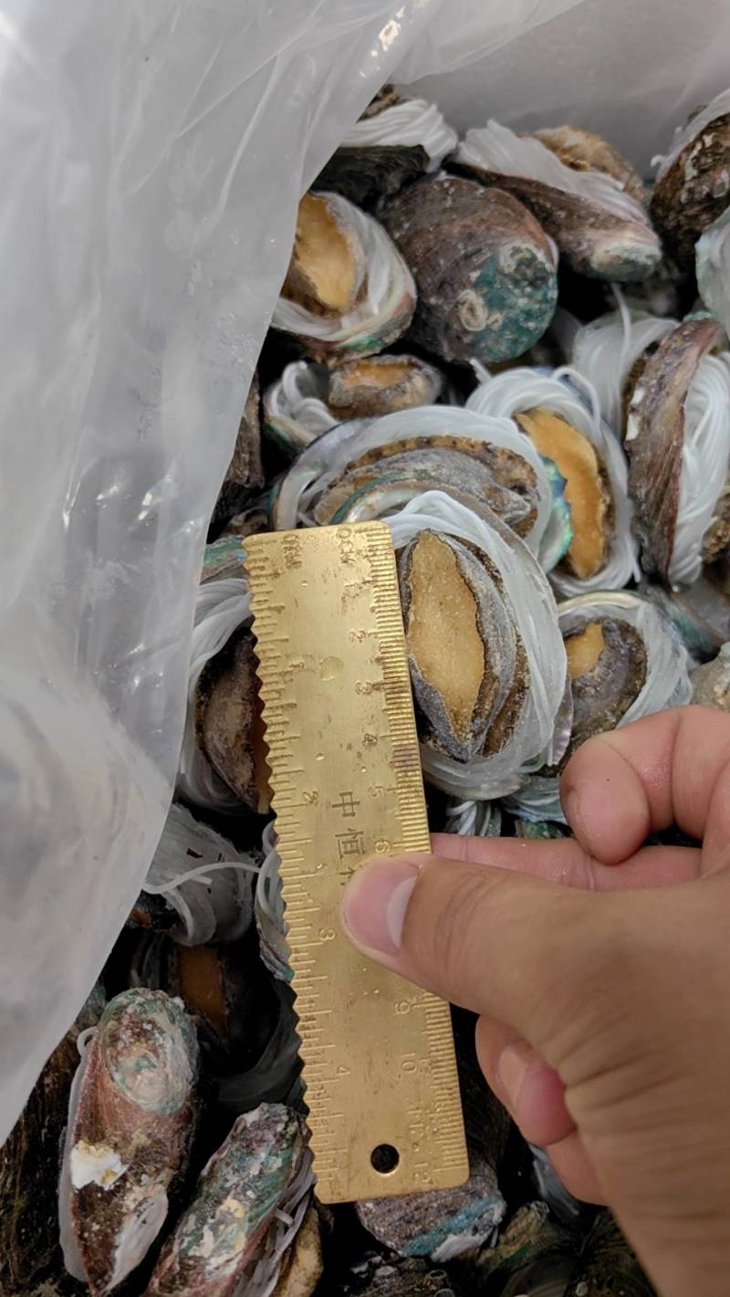粉丝鲍鱼【福建鲍鱼厂家】鲍鱼批发自助餐食材批发鲍鱼