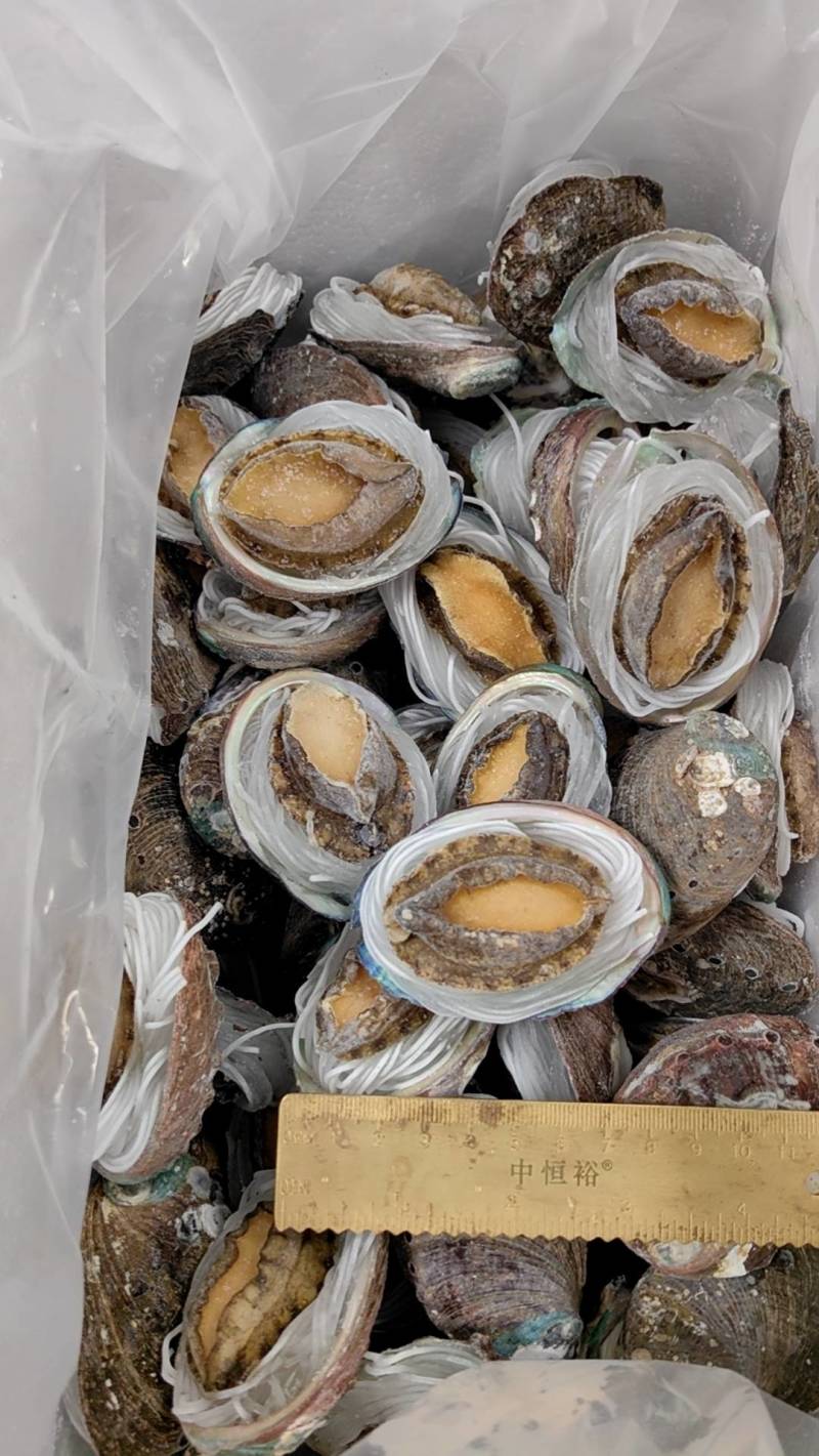 粉丝鲍鱼【福建鲍鱼厂家】鲍鱼批发自助餐食材批发鲍鱼