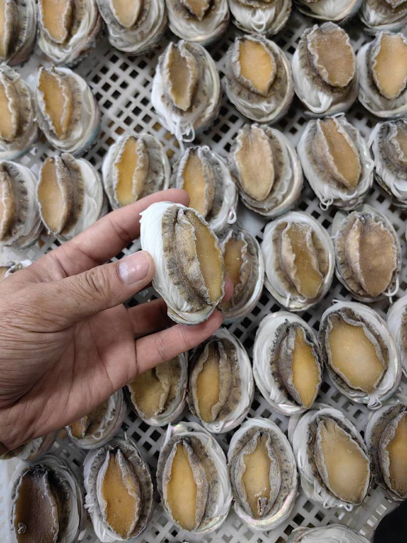 粉丝鲍鱼【福建鲍鱼厂家】鲍鱼批发自助餐食材批发鲍鱼