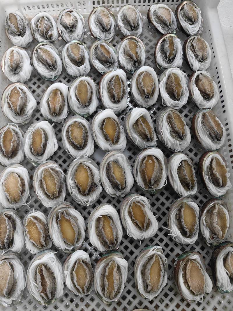 粉丝鲍鱼【福建鲍鱼厂家】鲍鱼批发自助餐食材批发鲍鱼