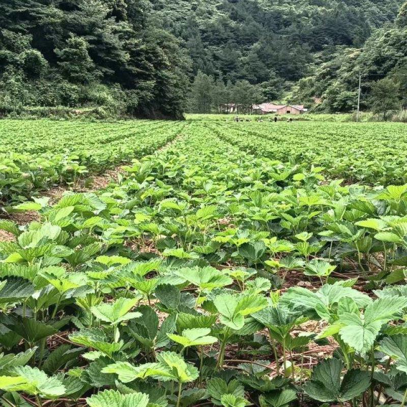 脱毒种苗繁育基地，主要品种有，大叶红颜，红玉，越心，雪兔