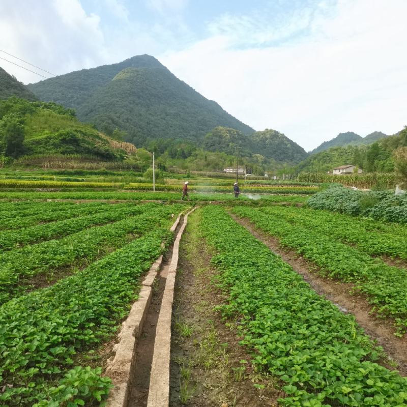 脱毒种苗繁育基地，主要品种有，大叶红颜，红玉，越心，雪兔