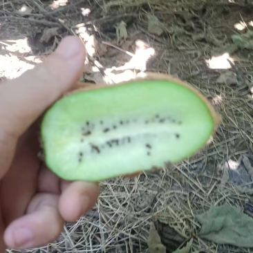 籽已经黑了