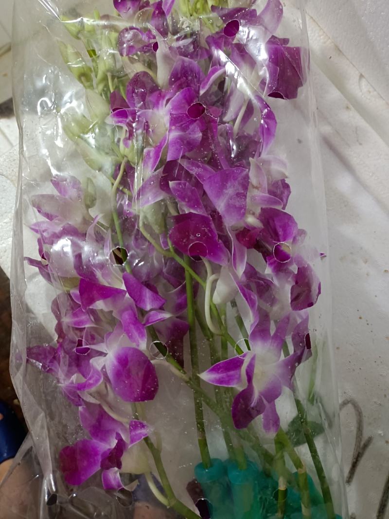 干葱头批发，大中小3种规格，还有去皮干葱头供应。各种粤菜