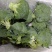 干葱头批发，大中小3种规格，还有去皮干葱头供应。各种粤菜
