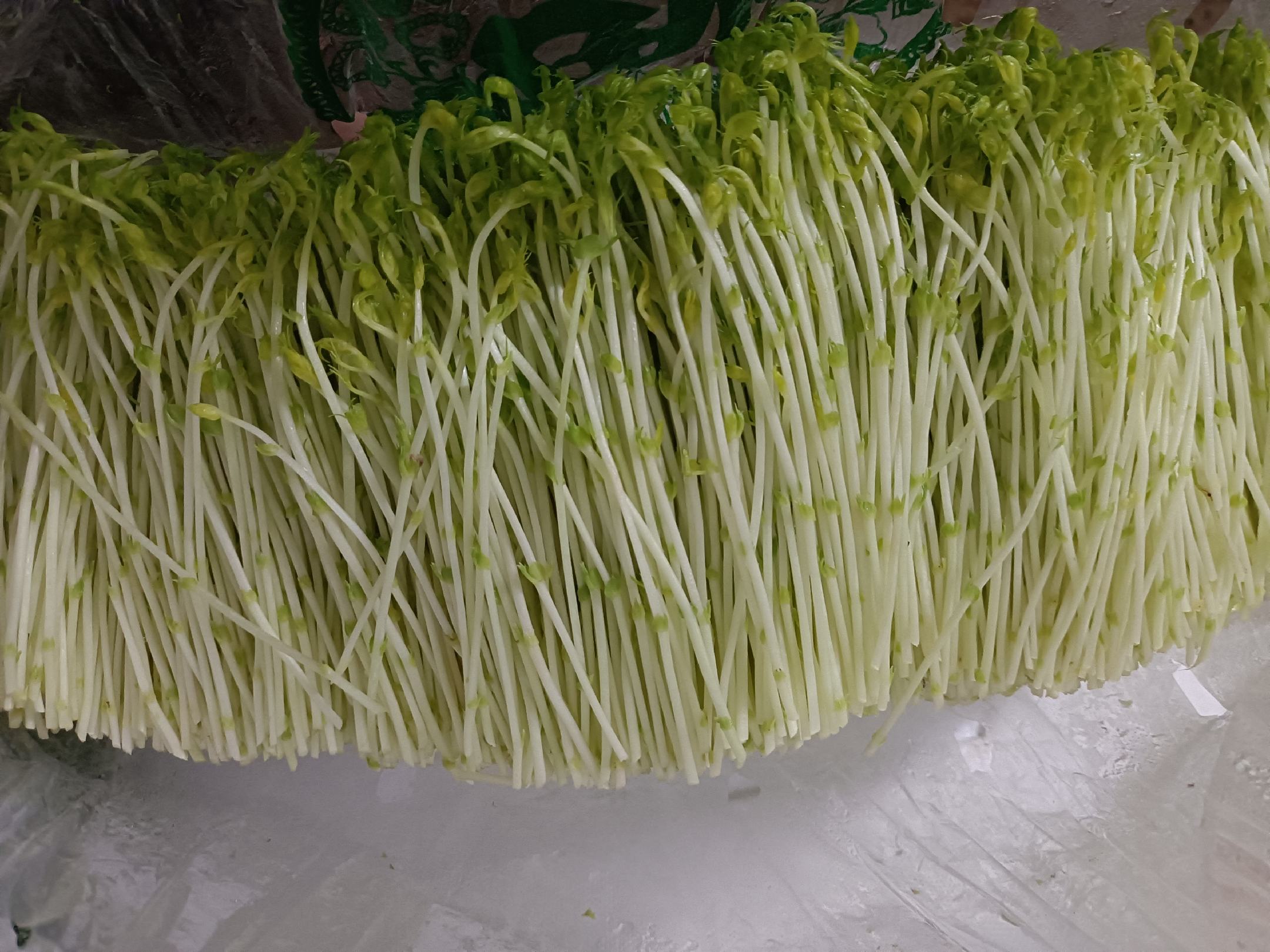 红葱头与红蒜对比图