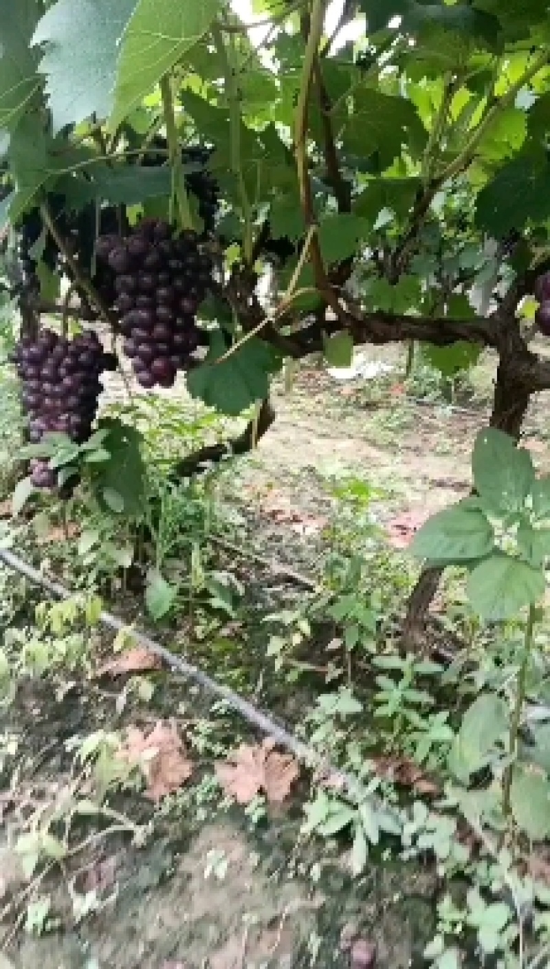 夏黑葡萄，大量上市