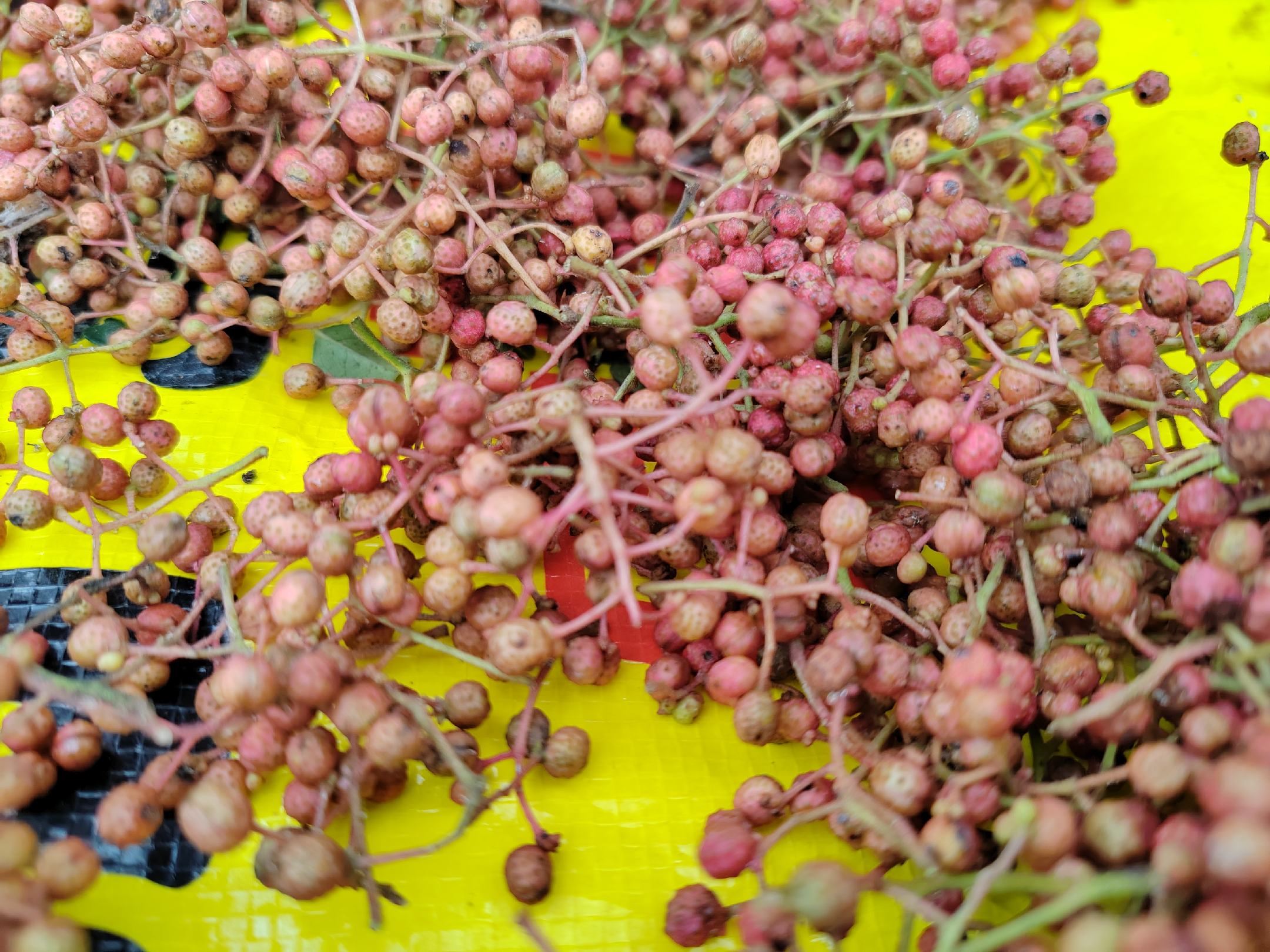 图片说明:展示新鲜胡椒粒与变质胡椒粒的对比,突出颜色和质地变化 胡椒粒变质对比图