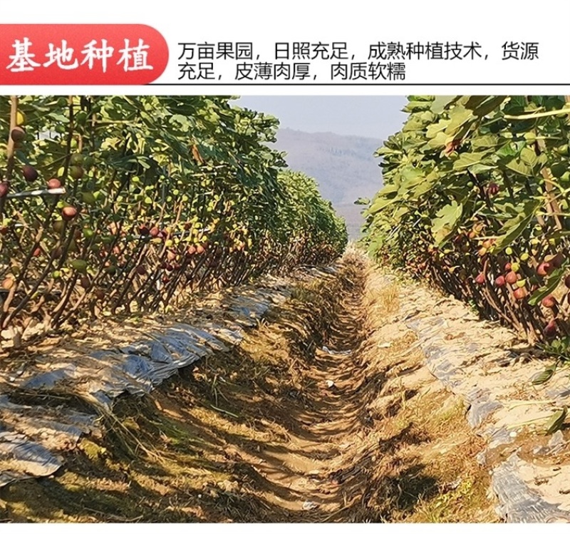 无花果紫皮新鲜云南红皮无花果整箱批发价时令浆果