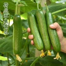 荷兰小黄瓜苗黄瓜苗水果小黄瓜苗荷兰小黄瓜嫁接苗包回收
