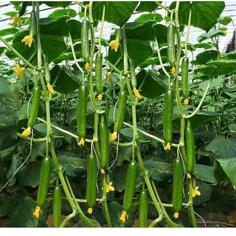 荷兰小黄瓜苗黄瓜苗水果小黄瓜苗荷兰小黄瓜嫁接苗包回收