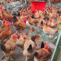 广西土鸡麻三母鸡养殖场直供质量保证欢迎来电咨询