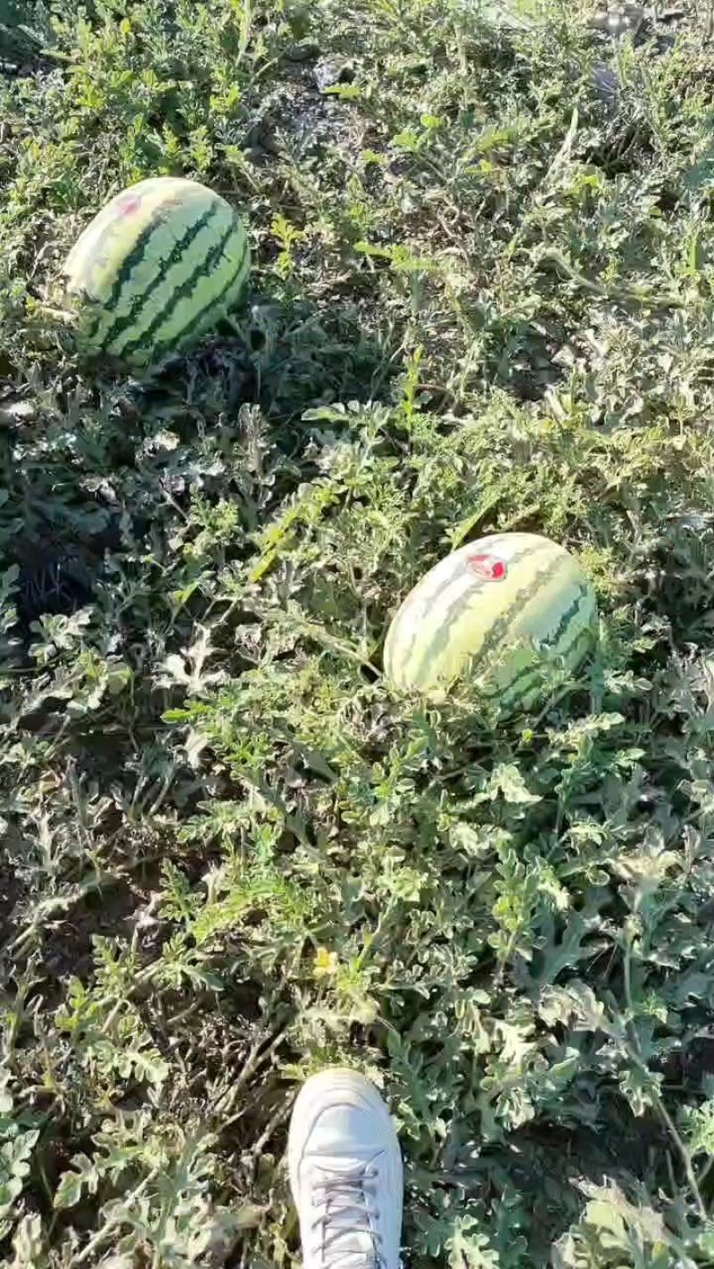硒砂瓜宁夏香山石头瓜产地直发全国代发市场欢迎来电咨询