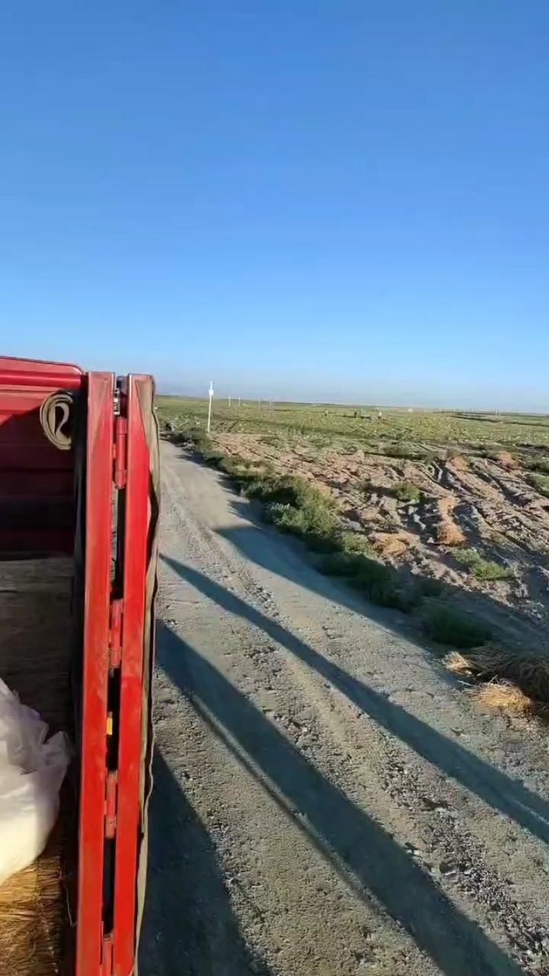硒砂瓜宁夏香山石头瓜产地直发全国代发市场欢迎来电咨询