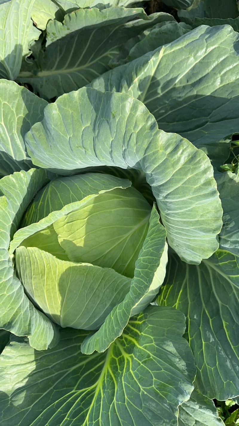 贵州高山莲花白