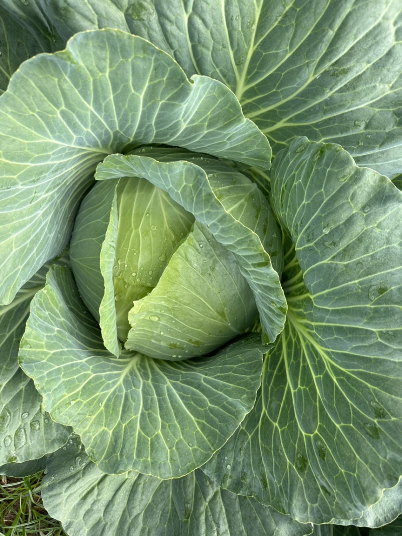 贵州高山莲花白