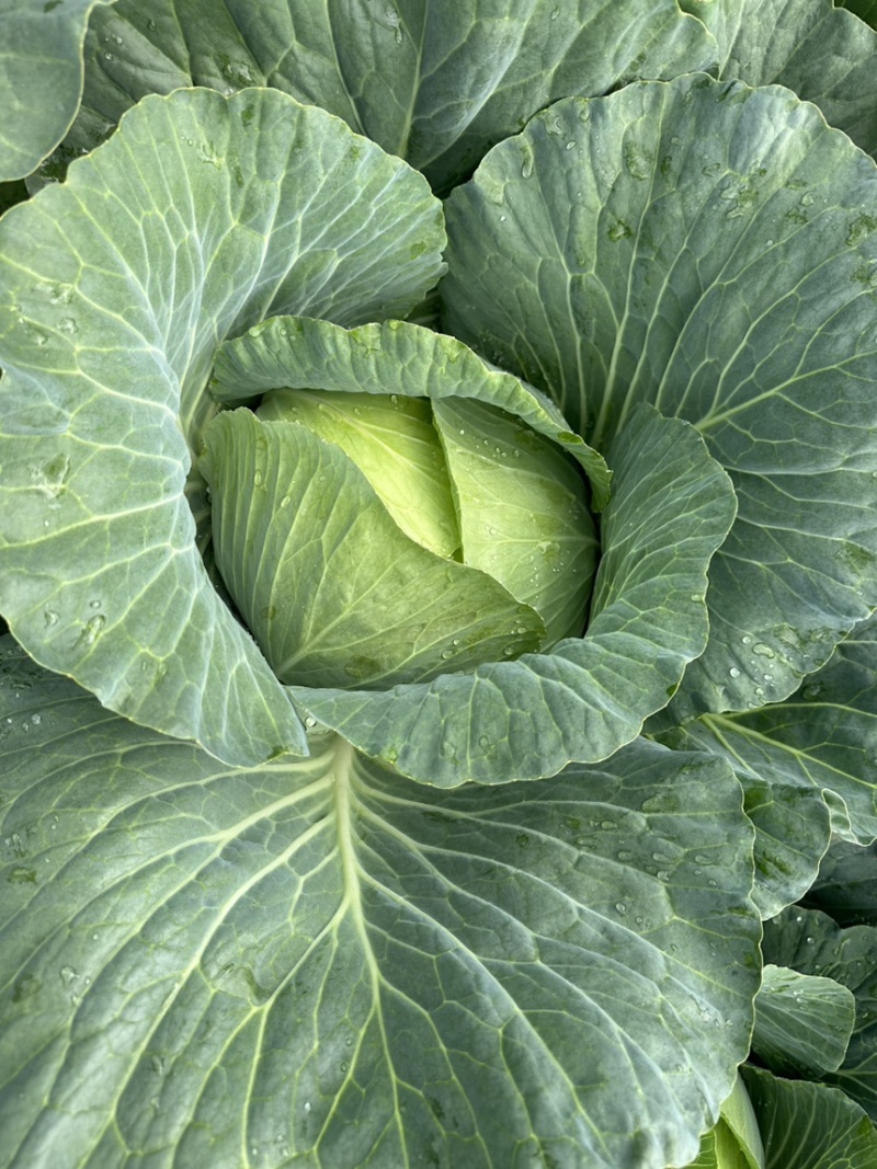 贵州高山莲花白