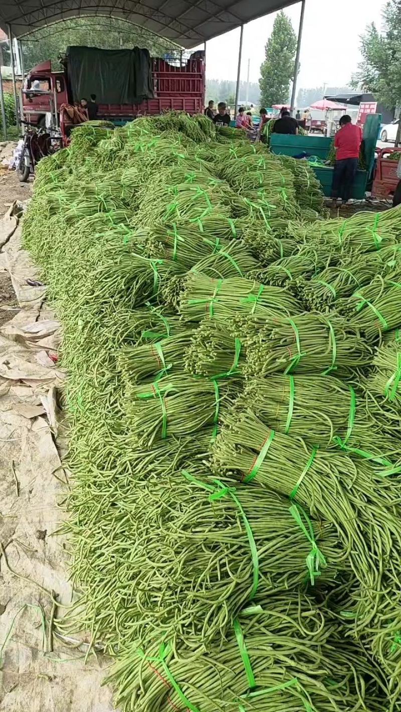 河南博爱精品豆角豇豆长豆角货源充足市场电商加工厂